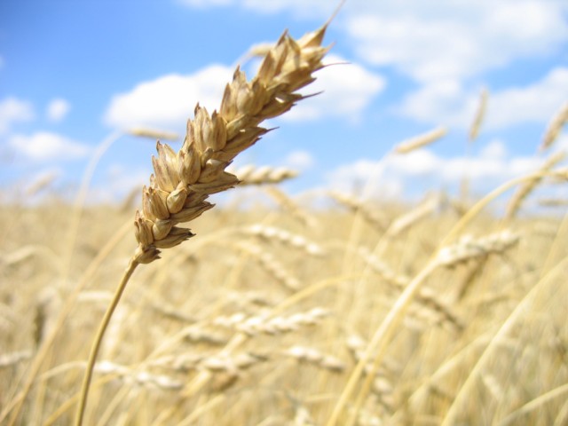 Un Alimento Esencial